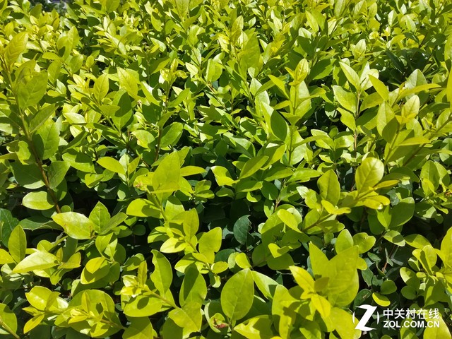 荣耀畅玩5C拍照专项评测（先不发先不发） 