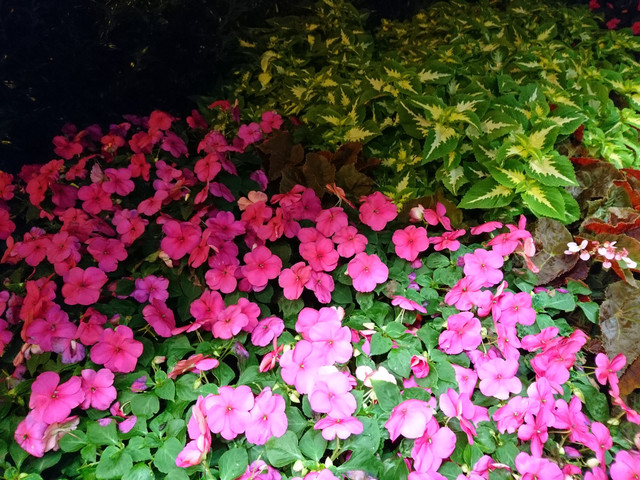 评索尼Xperia X Compact:尺寸…很重要? 