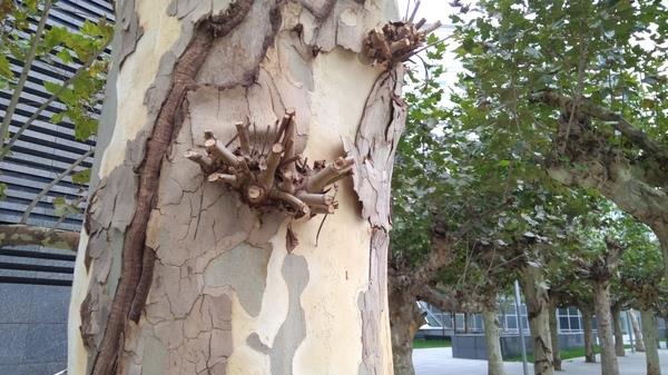 小米MIX体验：好看又好用