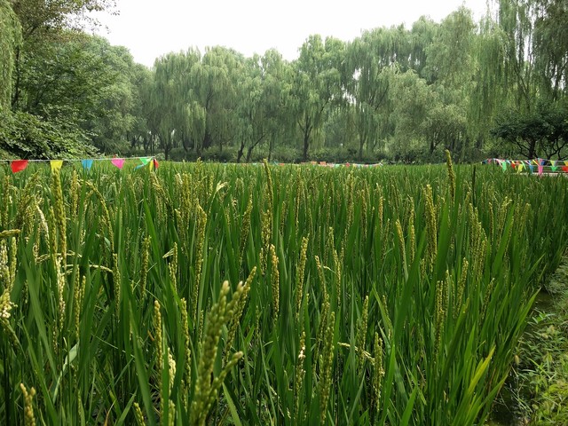 iPhone拍照何时被安卓超越 答案在此 